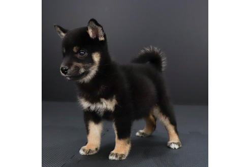 成約済の愛知県の柴犬-79972の2枚目